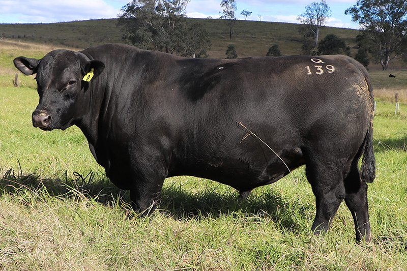 Lot 9 - A top bull in our opinion